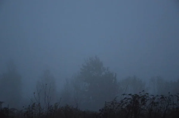 Nebbia mattutina dopo una notte nella foresta — Foto Stock