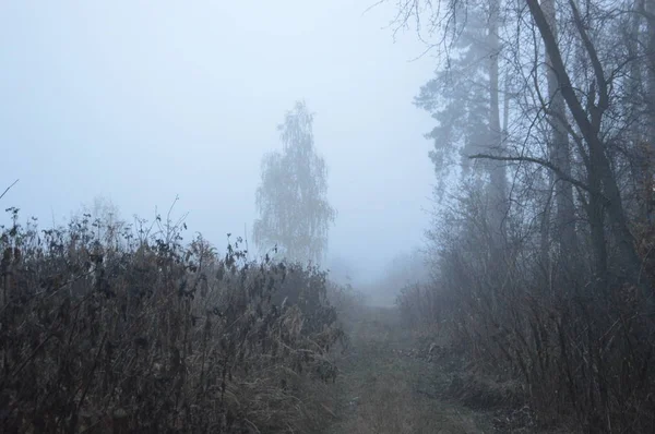 Ranní mlha po noci v lese — Stock fotografie