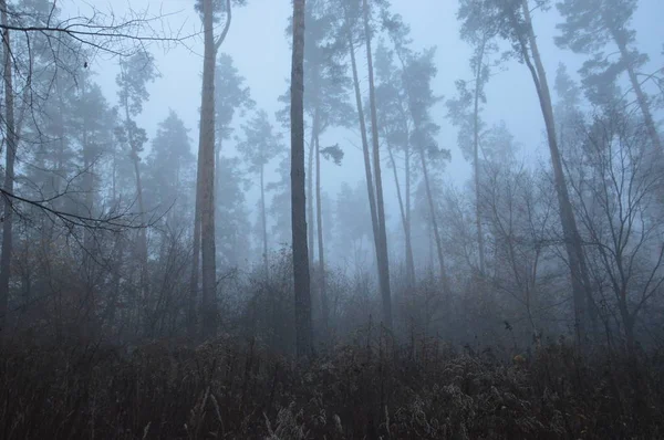 Brouillard matinal après une nuit dans la forêt — Photo