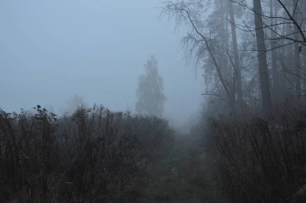 Nevoeiro da manhã depois de uma noite na floresta — Fotografia de Stock
