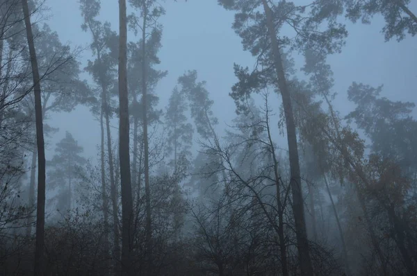 Niebla matutina después de una noche en el bosque —  Fotos de Stock