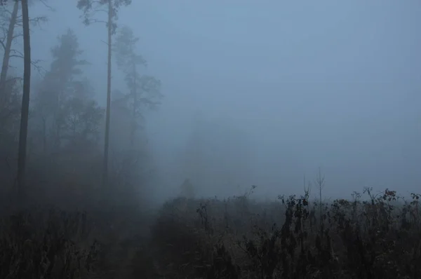 Niebla matutina después de una noche en el bosque — Foto de Stock