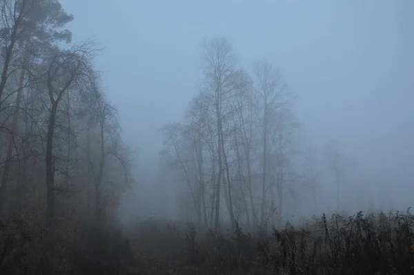 Brouillard matinal après une nuit dans la forêt — Photo