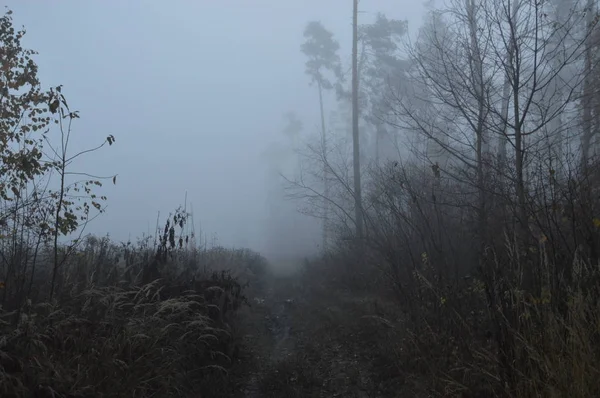 Morgennebel nach einer Nacht im Wald — Stockfoto