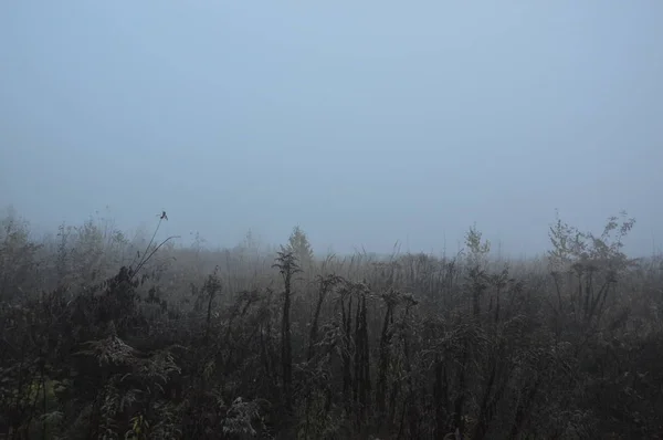 Nevoeiro da manhã depois de uma noite na floresta — Fotografia de Stock