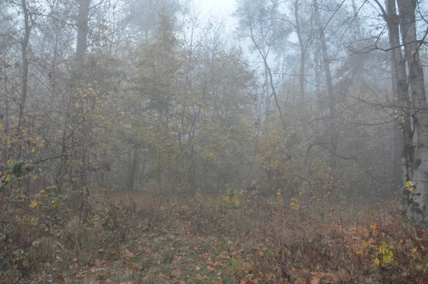 Brouillard matinal après une nuit dans la forêt — Photo