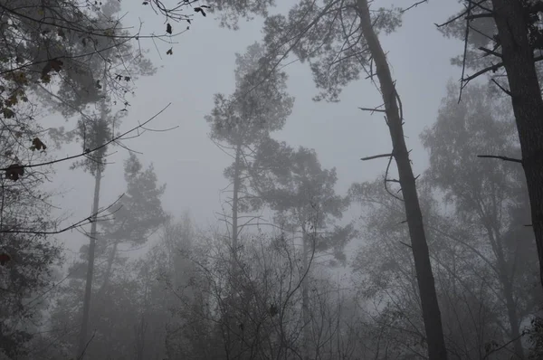 Niebla matutina después de una noche en el bosque — Foto de Stock