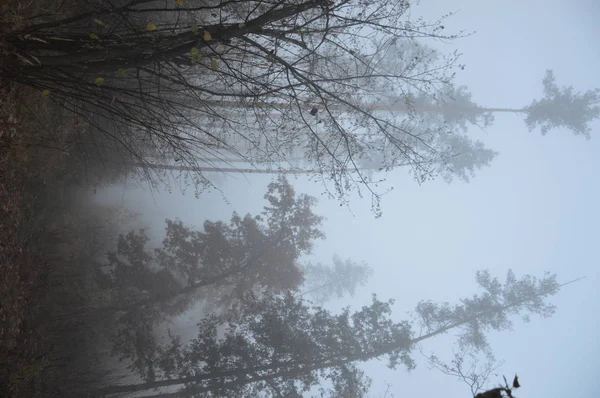 Reggel köd az erdőben töltött éjszaka után — Stock Fotó