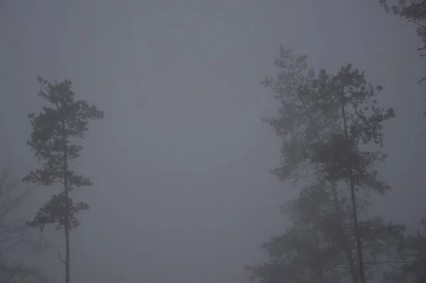 Πρωινή ομίχλη μετά από μια νύχτα στο δάσος — Φωτογραφία Αρχείου