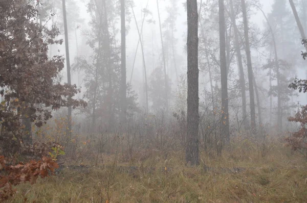 Brouillard matinal après une nuit dans la forêt — Photo