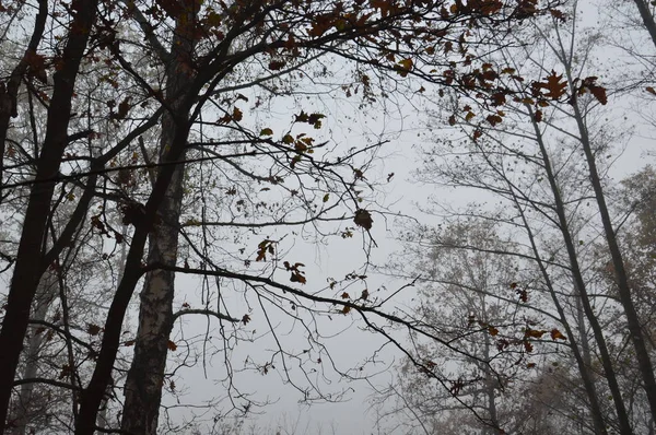 Niebla matutina después de una noche en el bosque — Foto de Stock