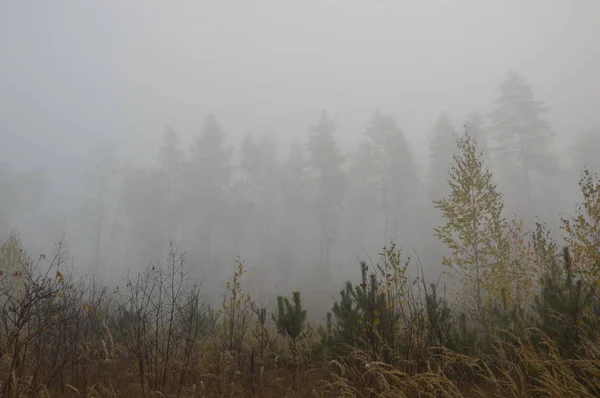 Brouillard matinal après une nuit dans la forêt — Photo