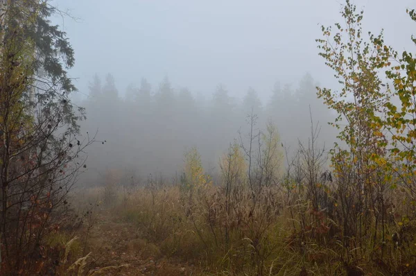 Brouillard matinal après une nuit dans la forêt — Photo