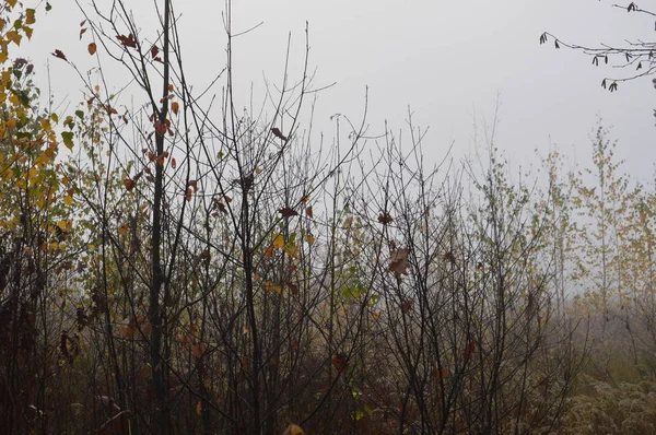 Утренний туман после ночи в лесу — стоковое фото