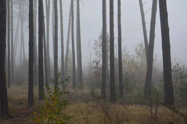 Nevoeiro da manhã depois de uma noite na floresta — Fotografia de Stock