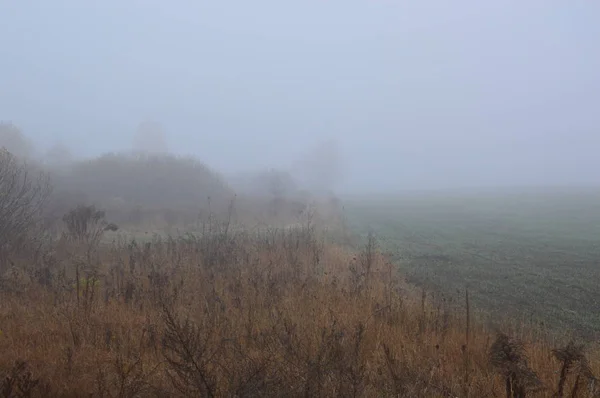 Morning fog after a night in the forest — Stock Photo, Image