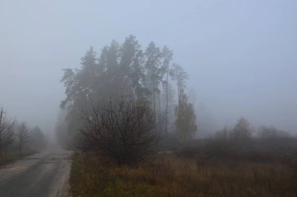 Niebla matutina después de una noche en el bosque — Foto de Stock