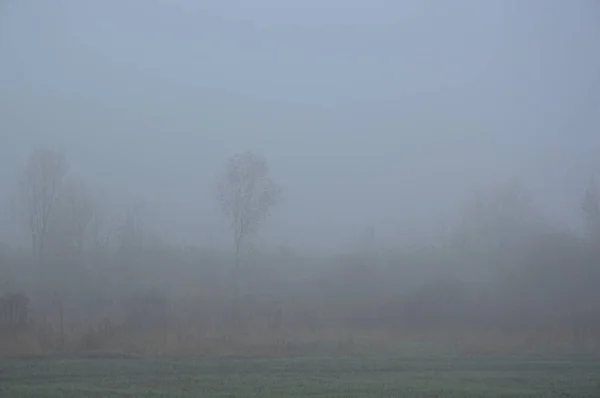 Ranní mlha po noci v lese — Stock fotografie