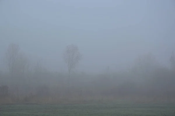 Morgennebel nach einer Nacht im Wald — Stockfoto