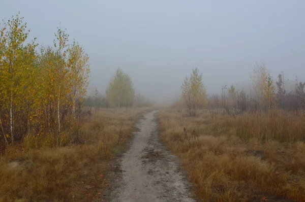 Brouillard matinal après une nuit dans la forêt — Photo