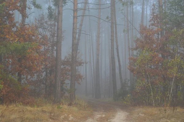 Niebla matutina después de una noche en el bosque —  Fotos de Stock