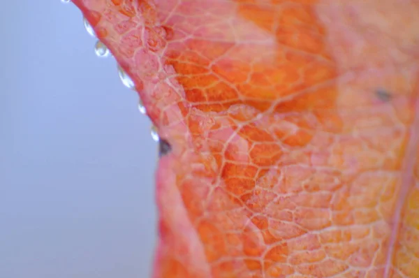 Macro shot di foglie forestali di piante e cespugli — Foto Stock