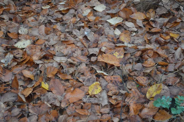 Herfst bladeren in de ochtend op bomen en struiken — Stockfoto