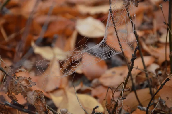 Autumn leaves in the morning on trees and bushes — Stockfoto