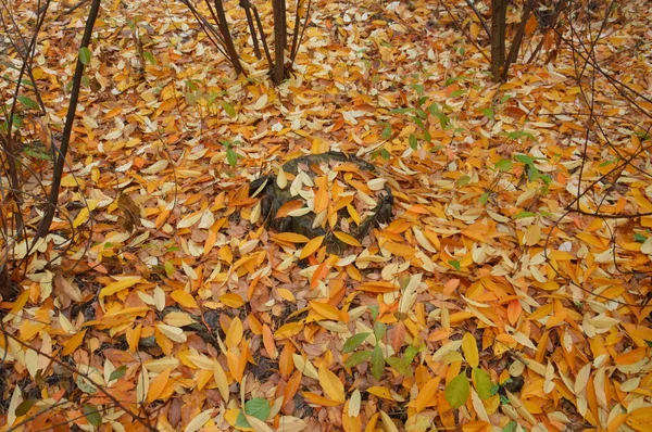 Herbstlaub am Morgen an Bäumen und Sträuchern — Stockfoto