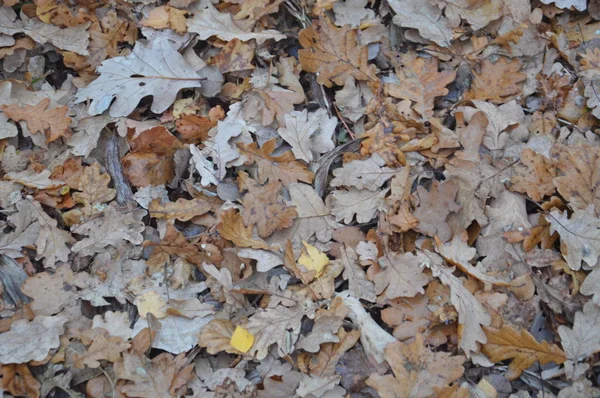 Autumn leaves in the morning on trees and bushes — Stockfoto