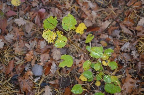 Autumn leaves in the morning on trees and bushes — Stock Photo, Image