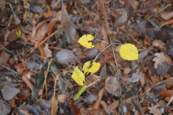 Efterårsblade om morgenen på træer og buske - Stock-foto