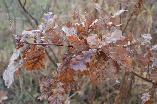 Feuilles d'automne le matin sur les arbres et les buissons — Photo