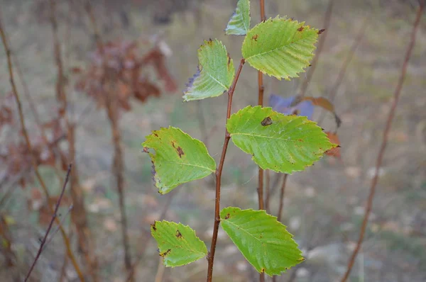 Hojas de otoño por la mañana en árboles y arbustos — Foto de Stock