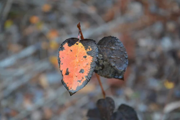 Podzimní listí ráno na stromech a keřích — Stock fotografie