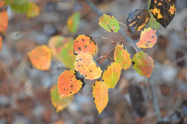 Hojas de otoño por la mañana en árboles y arbustos —  Fotos de Stock