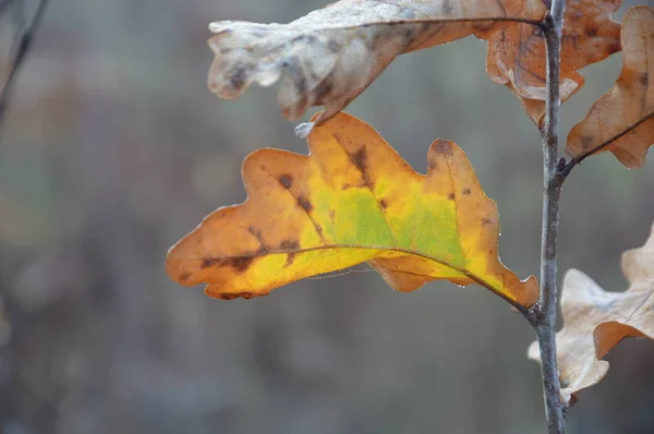 Folhas de outono de manhã em árvores e arbustos — Fotografia de Stock