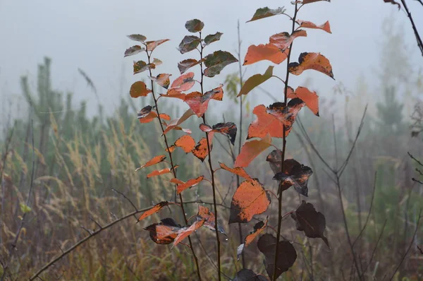 Folhas de outono de manhã em árvores e arbustos — Fotografia de Stock