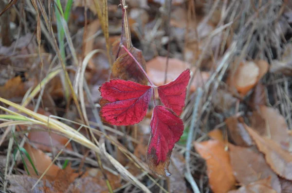 Feuilles d'automne le matin sur les arbres et les buissons — Photo