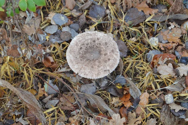 Лесные грибы крупным планом на фоне — стоковое фото