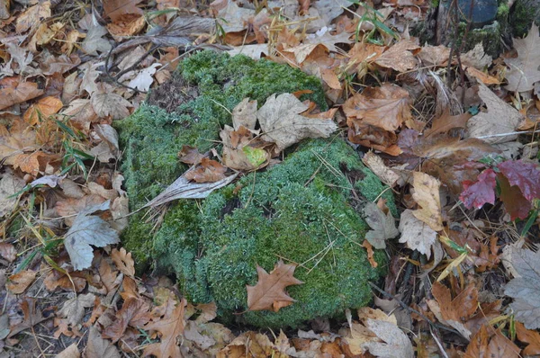 Trozos de bosque en musgo verde por la mañana — Foto de Stock