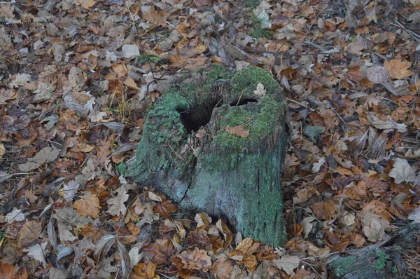 Foresta tronchi di muschio verde al mattino — Foto Stock