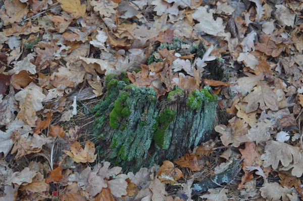 Trozos de bosque en musgo verde por la mañana — Foto de Stock