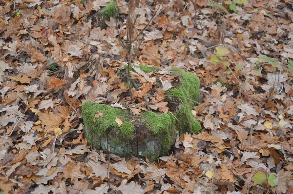 Trozos de bosque en musgo verde por la mañana — Foto de Stock