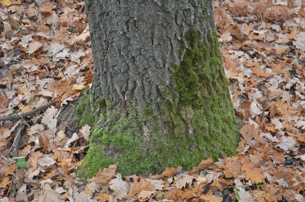 朝の緑の苔の森の切り株 — ストック写真