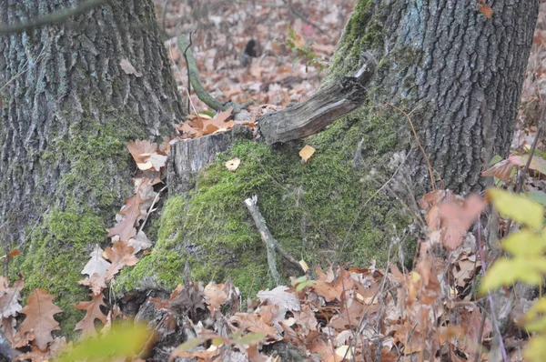 Foresta tronchi di muschio verde al mattino — Foto Stock