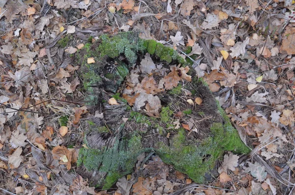 Foresta tronchi di muschio verde al mattino — Foto Stock