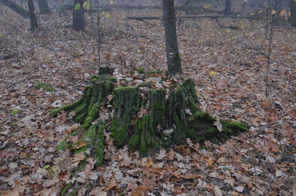 朝の緑の苔の森の切り株 — ストック写真