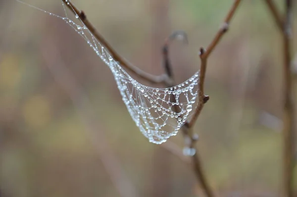Nahaufnahme Spinnweben an Pflanzen und Bäumen — Stockfoto