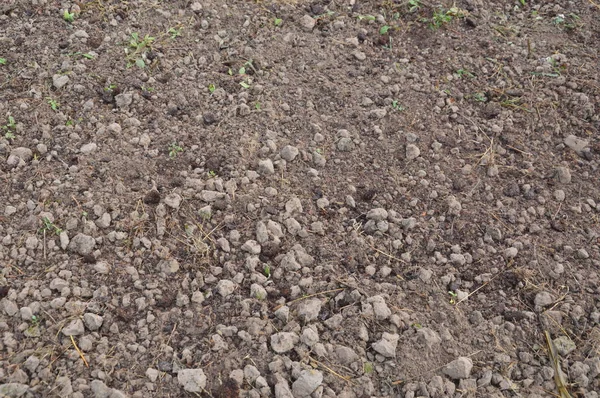 Giardino preparato per piante e alberi invernali — Foto Stock